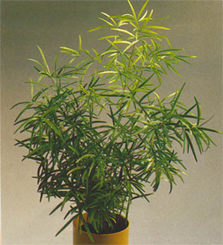 راهنمای نگهداری و پرورش گل و گیاهان زینتی - سرخس مارچوبه